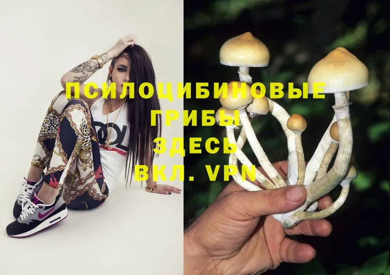 дарнет шоп  Касимов  Псилоцибиновые грибы MAGIC MUSHROOMS 